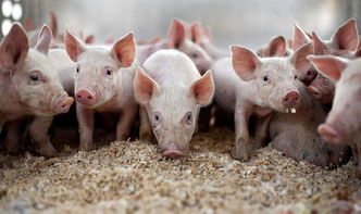 养猪有补贴,储备猪肉大量投放,为何生猪又涨价了