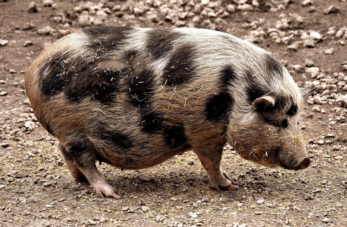 小型猪,怀孕,动物 - 免费可商用图片 - cc0.cn
